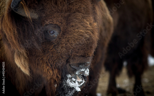 Wallpaper Mural American buffalo leader large portrait. Bull face closeup. Bison head in snow. Torontodigital.ca