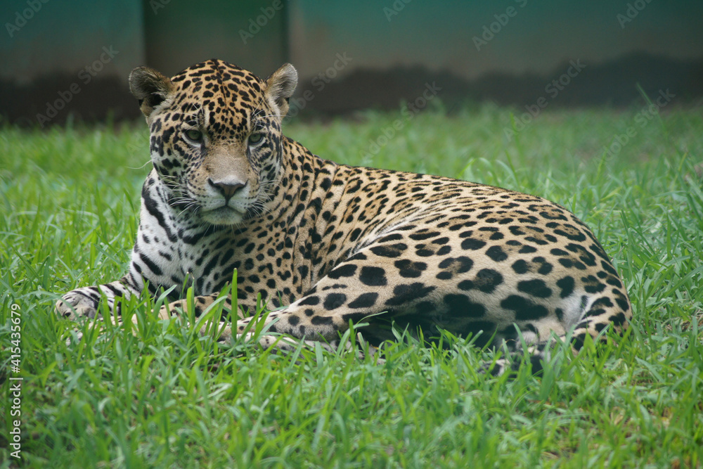 Fototapeta premium Jaguar