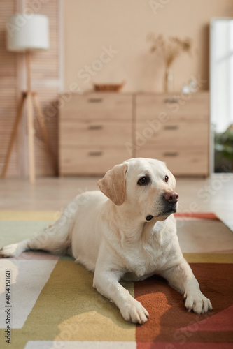 Vertical warm toned portrait of white Labrador dog lying on carpet in cozy home interior lit by sunlight, copy space