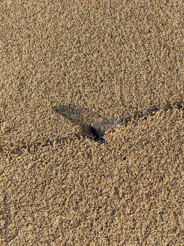 Survival of the Jelliest