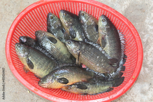 anabas perch fish harvest and sale in india anabas perch fish culture in indoor biofloc unit in india photo