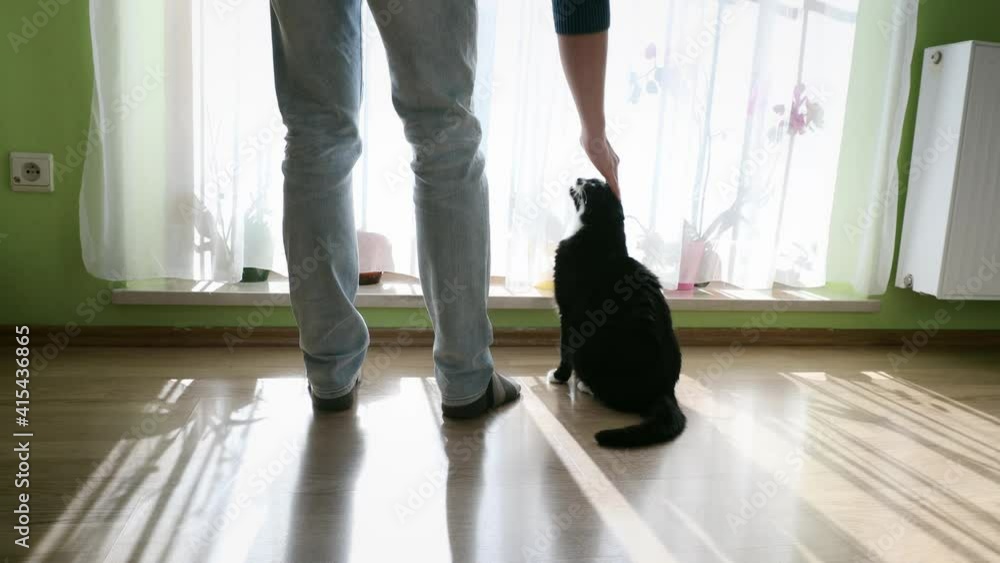 Loyalty black cat looking from window with his lonely owner. Loyalty black cat looking from window with his lonely owner.