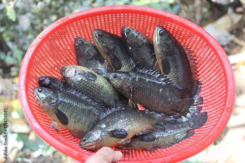 anabas perch fish harvest and sale in india anabas perch fish culture in indoor biofloc unit in india photo