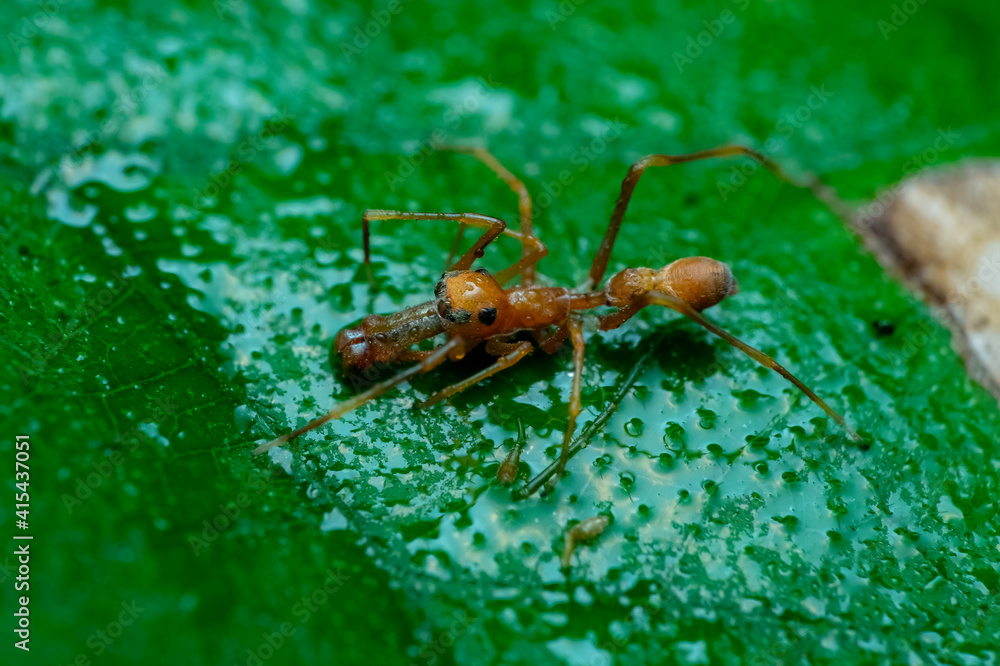 Fototapeta premium ant on leaf