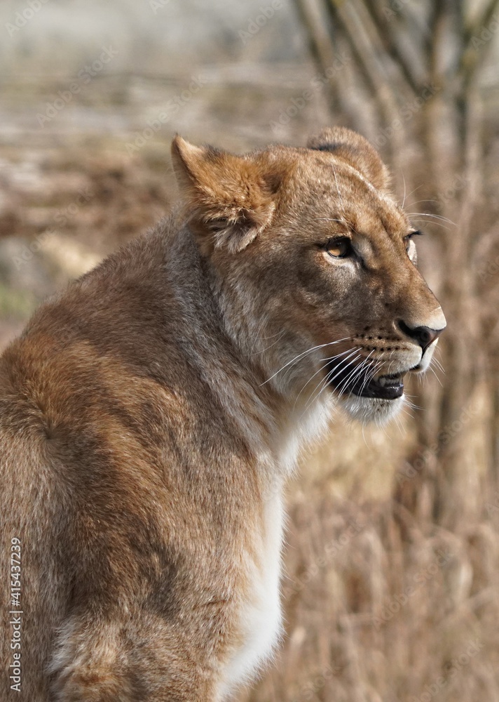 portrait of a lion portrait of a lion