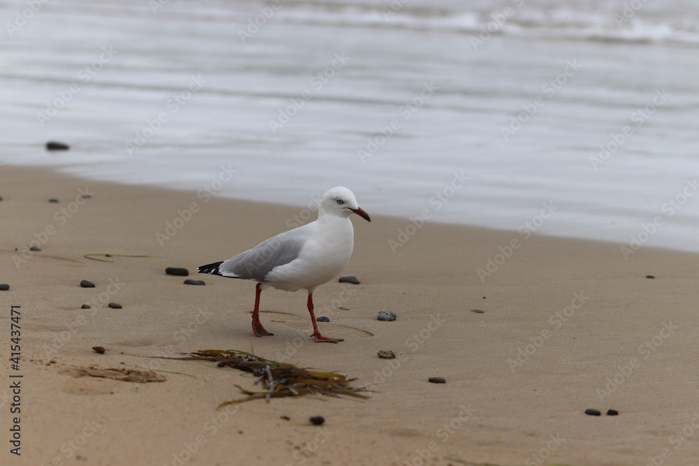 seagulls on the beach seagulls on the beach