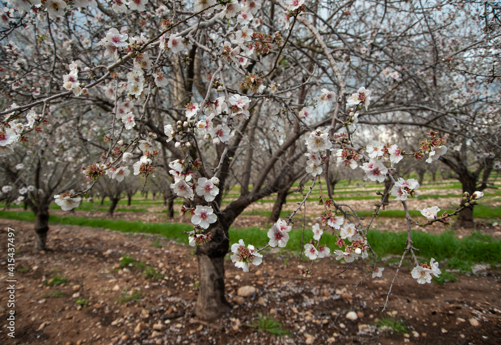 Naklejka premium Blossoming almond trees in Israel.
