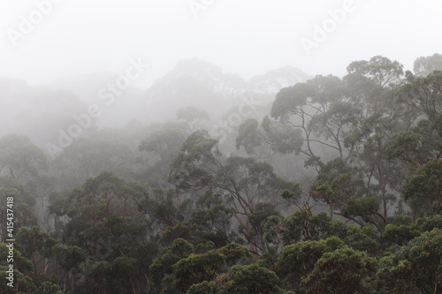 fog in the mountains