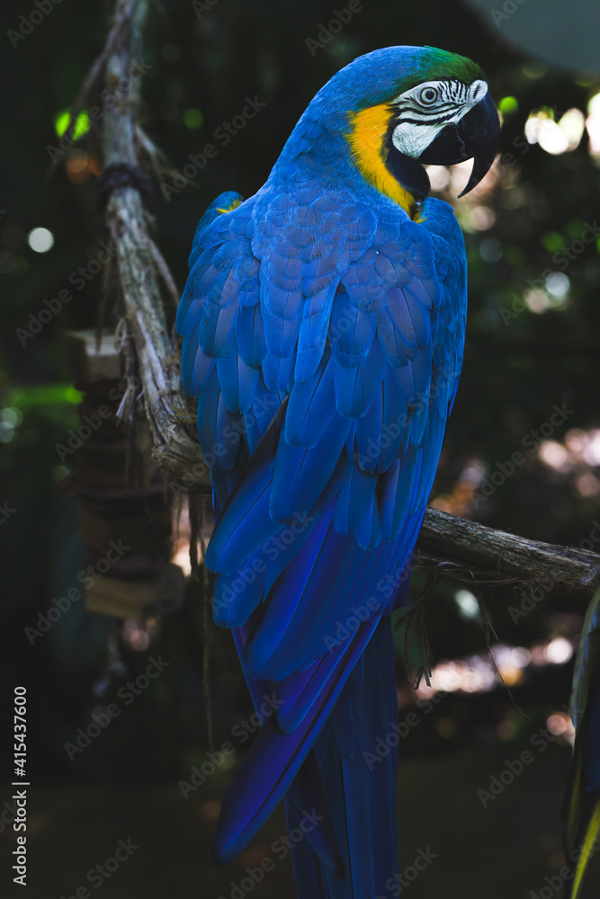 Obraz premium blue parrot