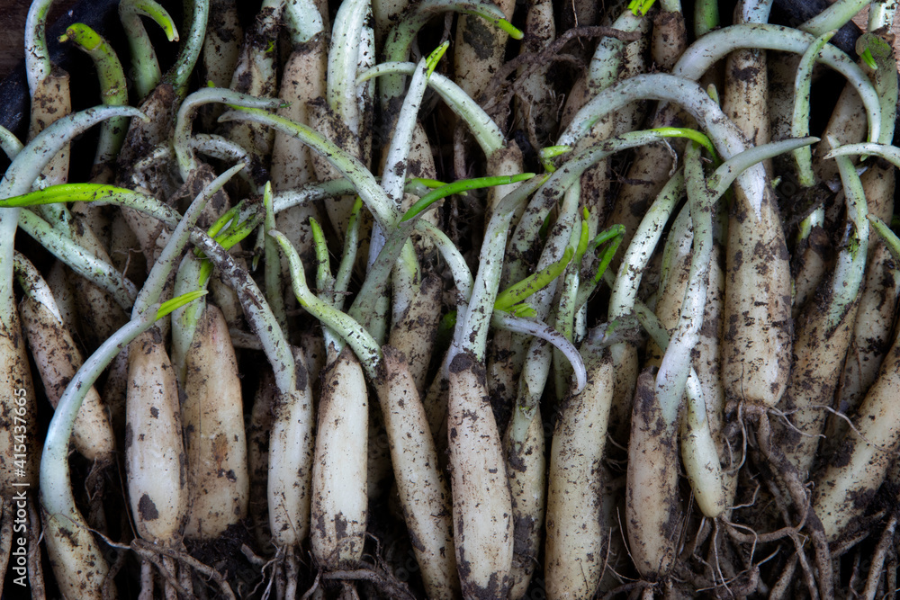 Ramsons, Buckrams, Wild Garlic, Broad-Leaved Garlic, Wood Garlic, Bear Leek or Bear's Garlic)
(Allium ursinum) Ramsons, Buckrams, Wild Garlic, Broad-Leaved Garlic, Wood Garlic, Bear Leek or Bear's Garlic)
(Allium ursinum)