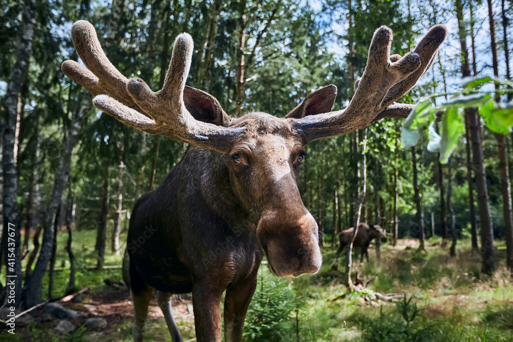 Fototapeta premium Big male Bull moose (Alces alces) in deep forest of Sweden. Big animal in the forest. Elk symbol of Sweden. Close up of moose.