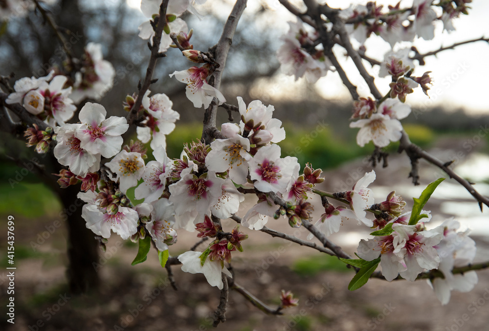 Close up of branch with beautiful almond flowers. Close up of branch with beautiful almond flowers.