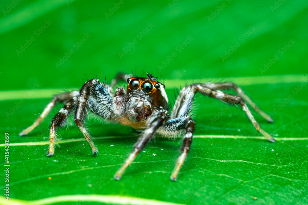 wolf spider on a leaf wolf spider on a leaf