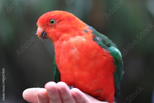 red and green parrot © Light Reflex Visuals
