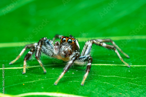 wolf spider on a leaf