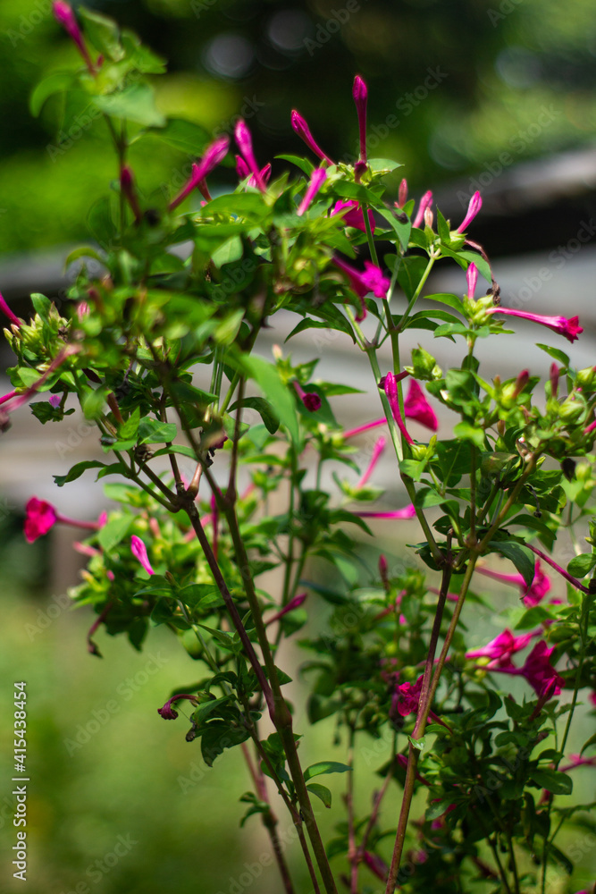 pink and white flowers