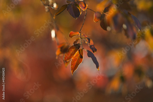 Warm light on colorful Crepe Myrtles leaves in Autumn.
