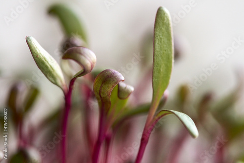 A few beet sprouts in close-up. Macro. Selective focus. Copy space.