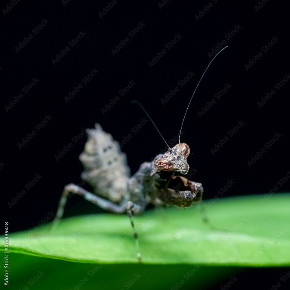 praying mantis on a leaf