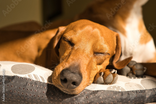beautiful dog of the dachshund breed, also called teckel, Viennese dog or sausage dog, napping on the floor on a sports mat