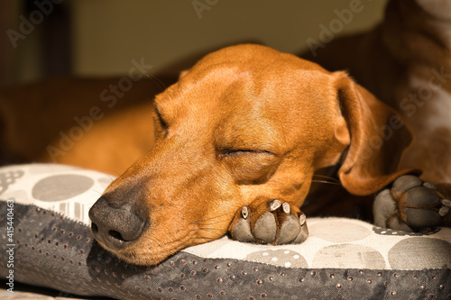 beautiful dog of the dachshund breed, also called teckel, Viennese dog or sausage dog, napping on the floor on a sports mat