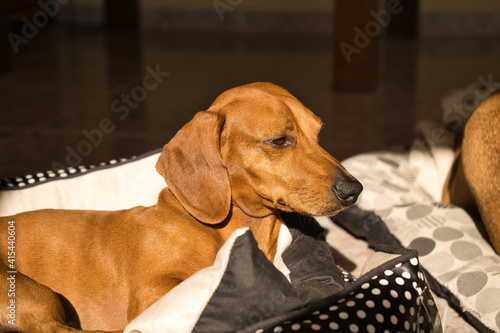 Beautiful purebred dachshund dog, also called teckel, Viennese dog or sausage dog, on a dog bed looking at the camera