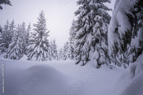 winter forest in the morning