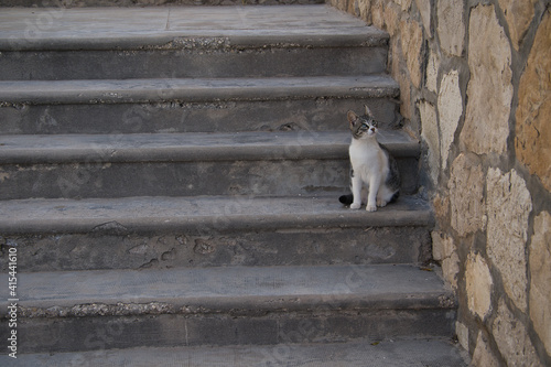 stray cats on stairs in the street, cats © Javier Ocampo Bernas