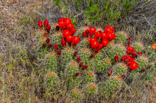 Known commonly as the hedgehog cactus (Echinocereus sp.), east Utah photo