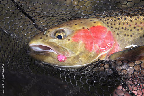 freshly caught steelhead trout in a net with pink fly lure in mouth closeup