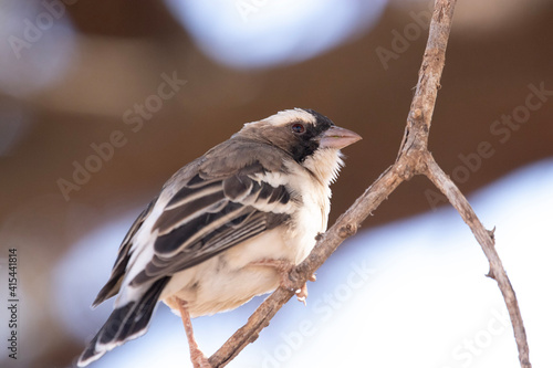 White-Browed Sparrow-weaver in Mokala National Park, Kimberley, South Africa