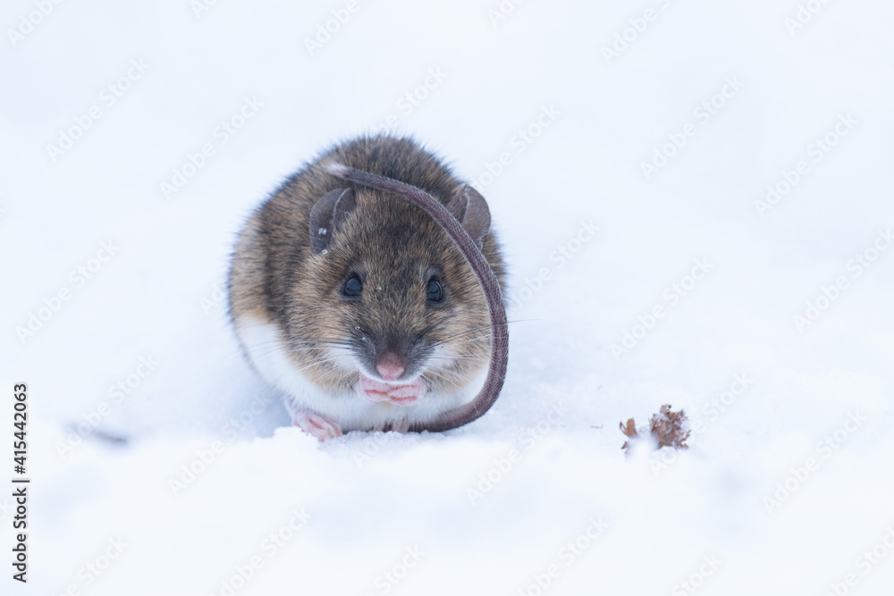 A small mouse on the snow during a very cold weather in Estonia, Northern Europe. 
