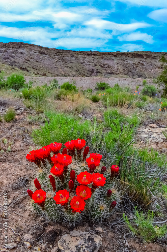 Known commonly as the hedgehog cactus (Echinocereus sp.), east Utah Known commonly as the hedgehog cactus (Echinocereus sp.), east Utah