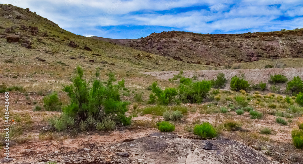 Solitary drought tolerant trees, desert plants, and cacti in a natural hillside landscape in Utah, US