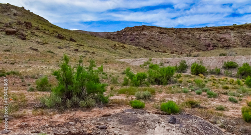 Solitary drought tolerant trees, desert plants, and cacti in a natural hillside landscape in Utah, US