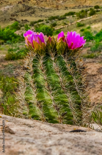 Pink flowers cacti of Sclerocactus parviflorus, east Utah