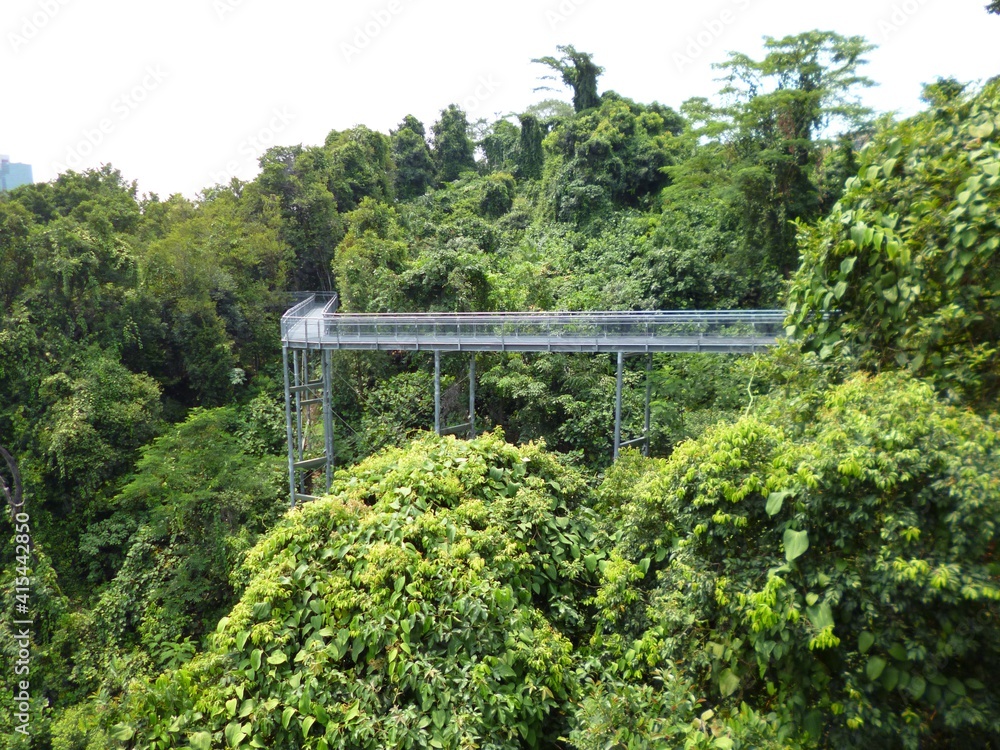 Brücke im Dschungel 