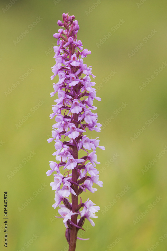 Obraz premium Wild flower Fragrant orchid, Gymnadenia conopsea blooming on a meadow in Estonia, Northern Europe. 