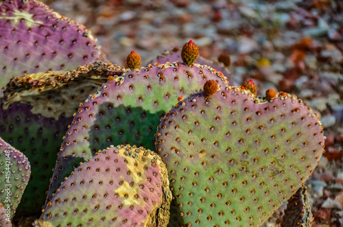 Flowering cactus plants Beavertail Prickly Pear (Opuntia basilaris), Utha US photo