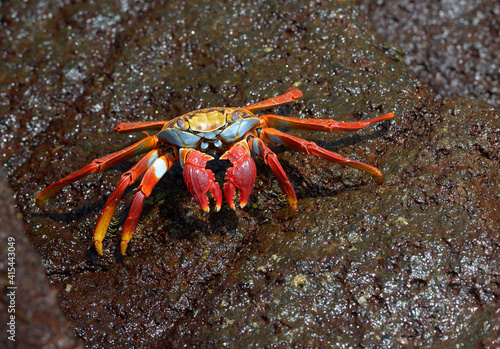 Sally Lightfoot crab, (Grapsus grapsus), Floreana Island, Galapagos Islands, Ecuador photo