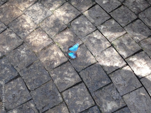 The Walk of the Blue Morpho