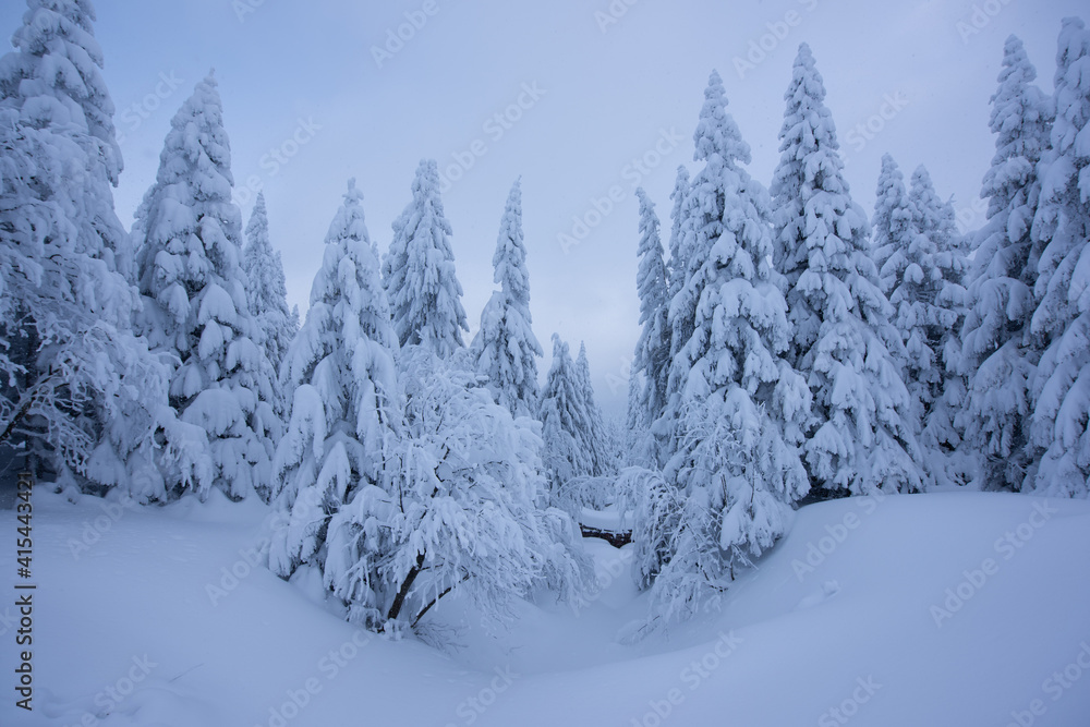 snow covered trees