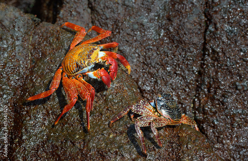 Sally Lightfoot crab, (Grapsus grapsus), Punta Cormorant, Floreana Island, Galapagos Islands, Ecuador photo