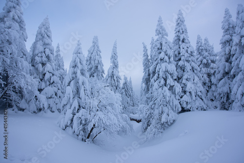 snow covered trees © Jakub