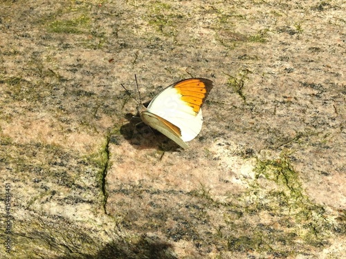 Resting Great Orange-tip Butterfly