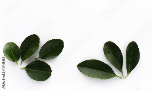 Green fresh leaves isolated on white background.