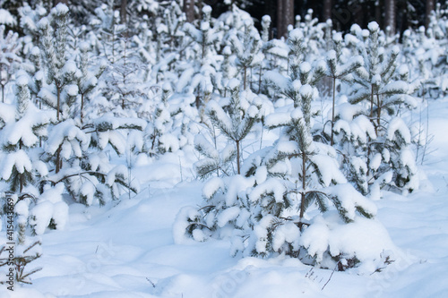 Small and young Baltic pine or Scots pine, Pinus sylvestris trees on a forest land during a snowy winter in Estonia, Northern Europe. 