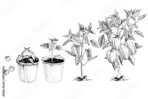 Hand drawn bell pepper growth cycle