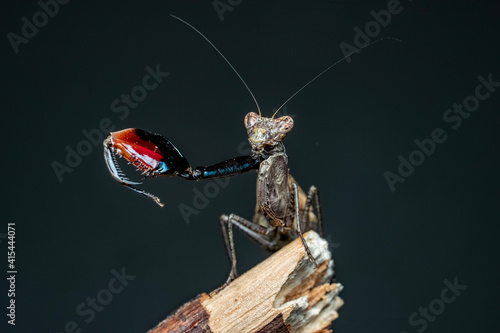 Bild auf Leinwand praying mantis