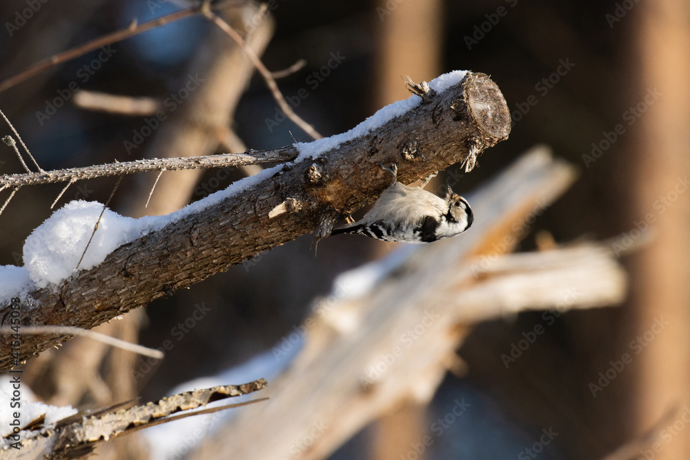 Small woodland bird Lesser spotted woodpecker (Dryobates minor) pecking on a dead tree on a winter day in Estonia. Small woodland bird Lesser spotted woodpecker (Dryobates minor) pecking on a dead tree on a winter day in Estonia.